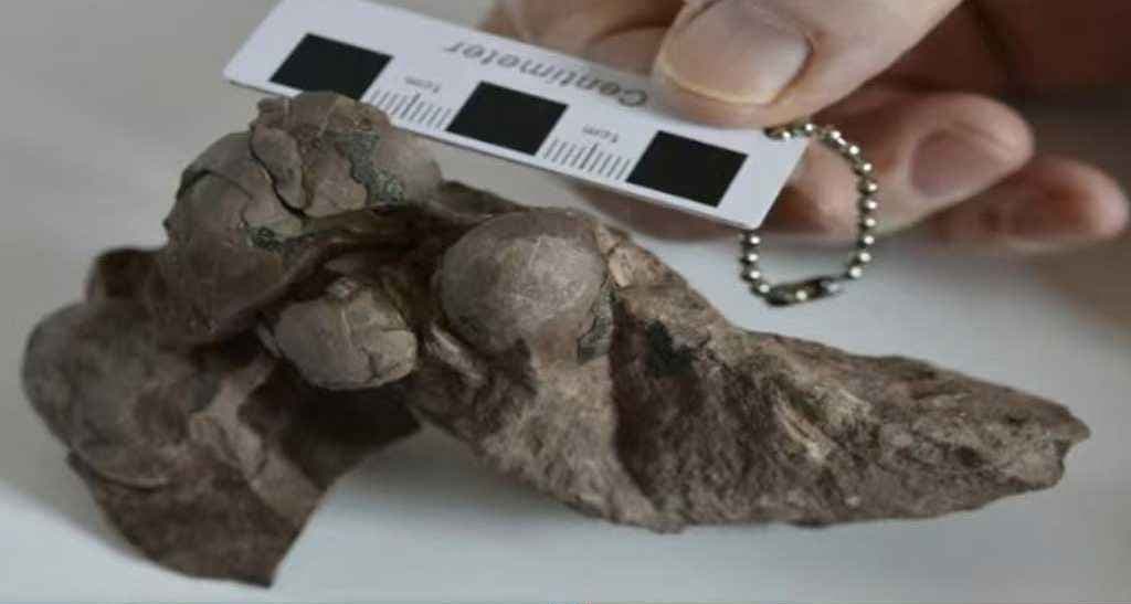 চীনে পাওয়া বিশ্বের ক্ষুদ্রতম ডাইনোসরের ডিম গিনেস রেকর্ডে