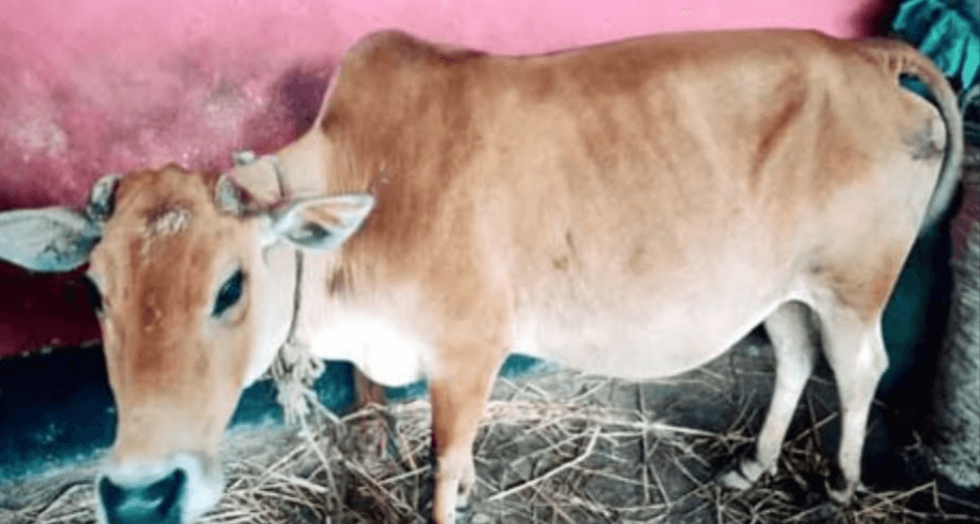 গোবিন্দগঞ্জে সুদের টাকা দিতে না পারায় বিধবার গরু নিয়ে গেলেন দাদন ব্যবসায়ী