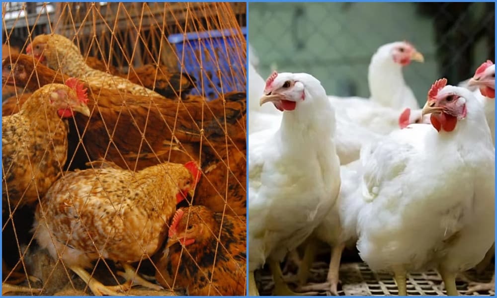 সোনালি মুরগির কেজি ৩৫০ টাকা ছাড়িয়েছে